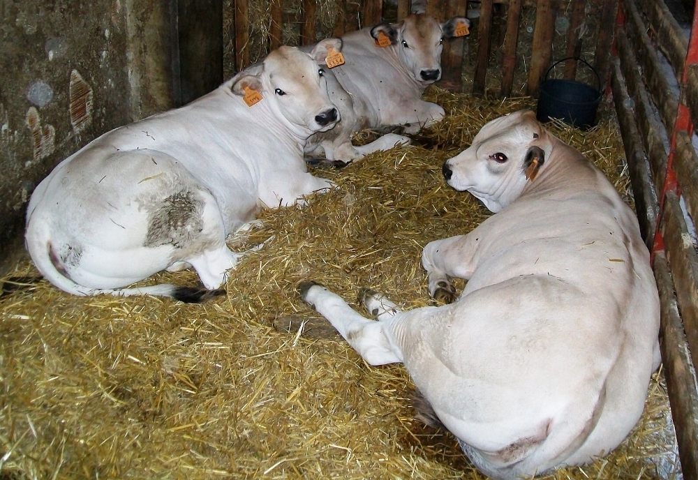 Allevamento Bovini Cuneo Piemonte